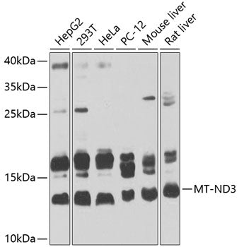 MT-ND3 Rabbit pAb