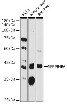 SERPINB6 Rabbit pAb