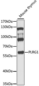 PLRG1 Rabbit pAb