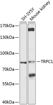 TRPC1 Rabbit pAb