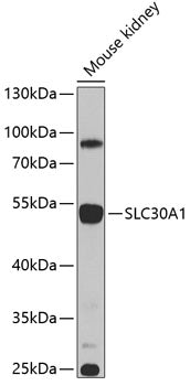SLC30A1 Rabbit pAb