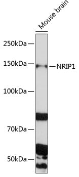 NRIP1 Rabbit pAb