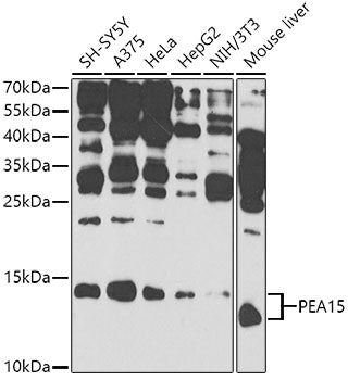 PEA15 Rabbit pAb