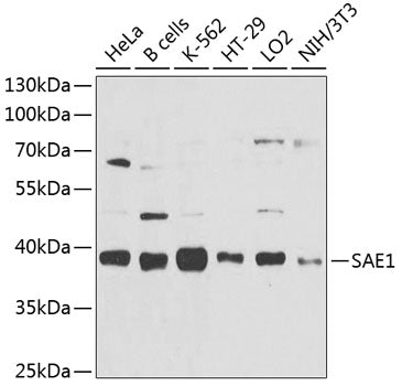 SAE1 Rabbit pAb