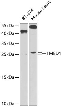 TMED1 Rabbit pAb