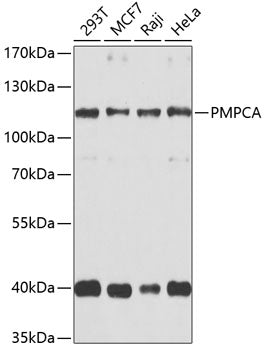 PMPCA Rabbit pAb