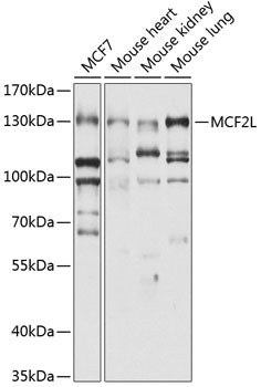 MCF2L Rabbit pAb