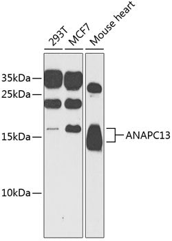 ANAPC13 Rabbit pAb