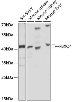 FBXO4 Rabbit pAb