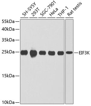EIF3K Rabbit pAb