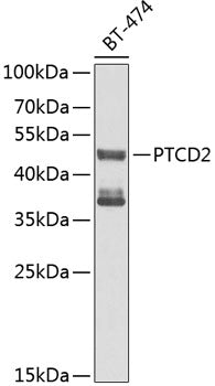 PTCD2 Rabbit pAb