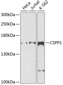 CSPP1 Rabbit pAb