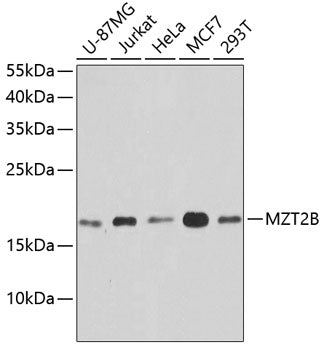 MZT2B Rabbit pAb