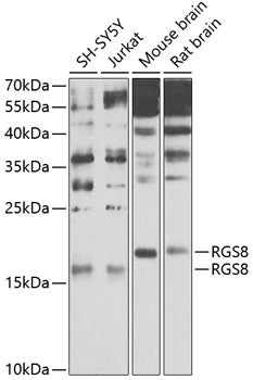 RGS8 Rabbit pAb