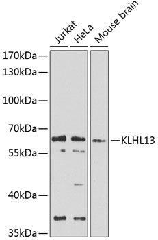 KLHL13 Rabbit pAb