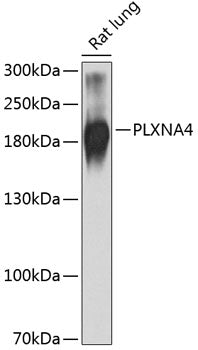 PLXNA4 Rabbit pAb