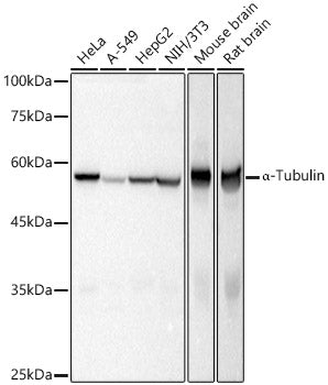 α-Tubulin Rabbit pAb