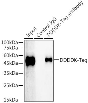 Magnetic Beads-conjugated Rabbit IgG isotype control
