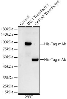 Mouse anti His-Tag mAb