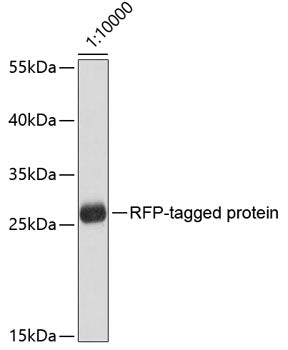Mouse anti RFP-Tag mAb