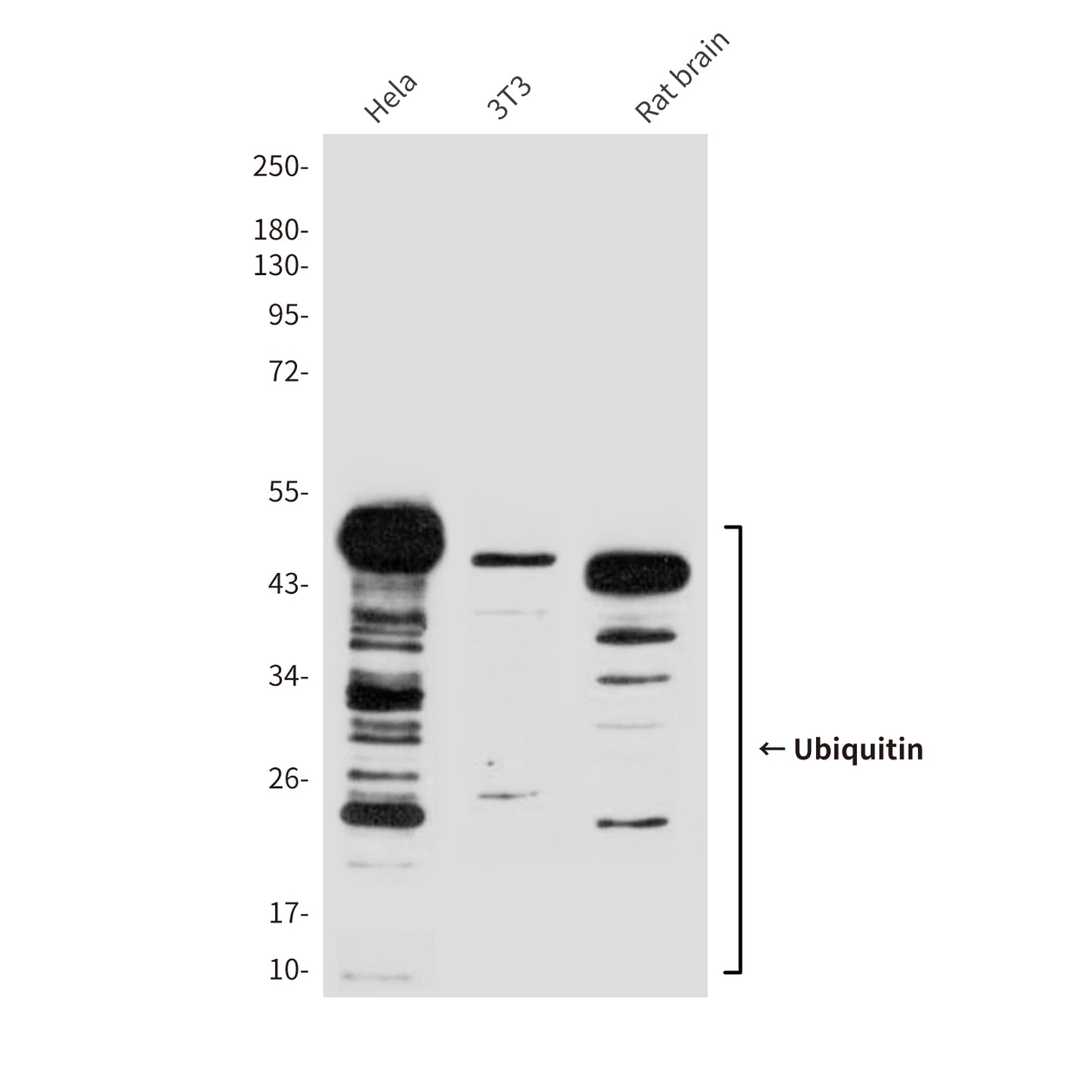 Ubiquitin (1B8) Mouse Monoclonal Antibody