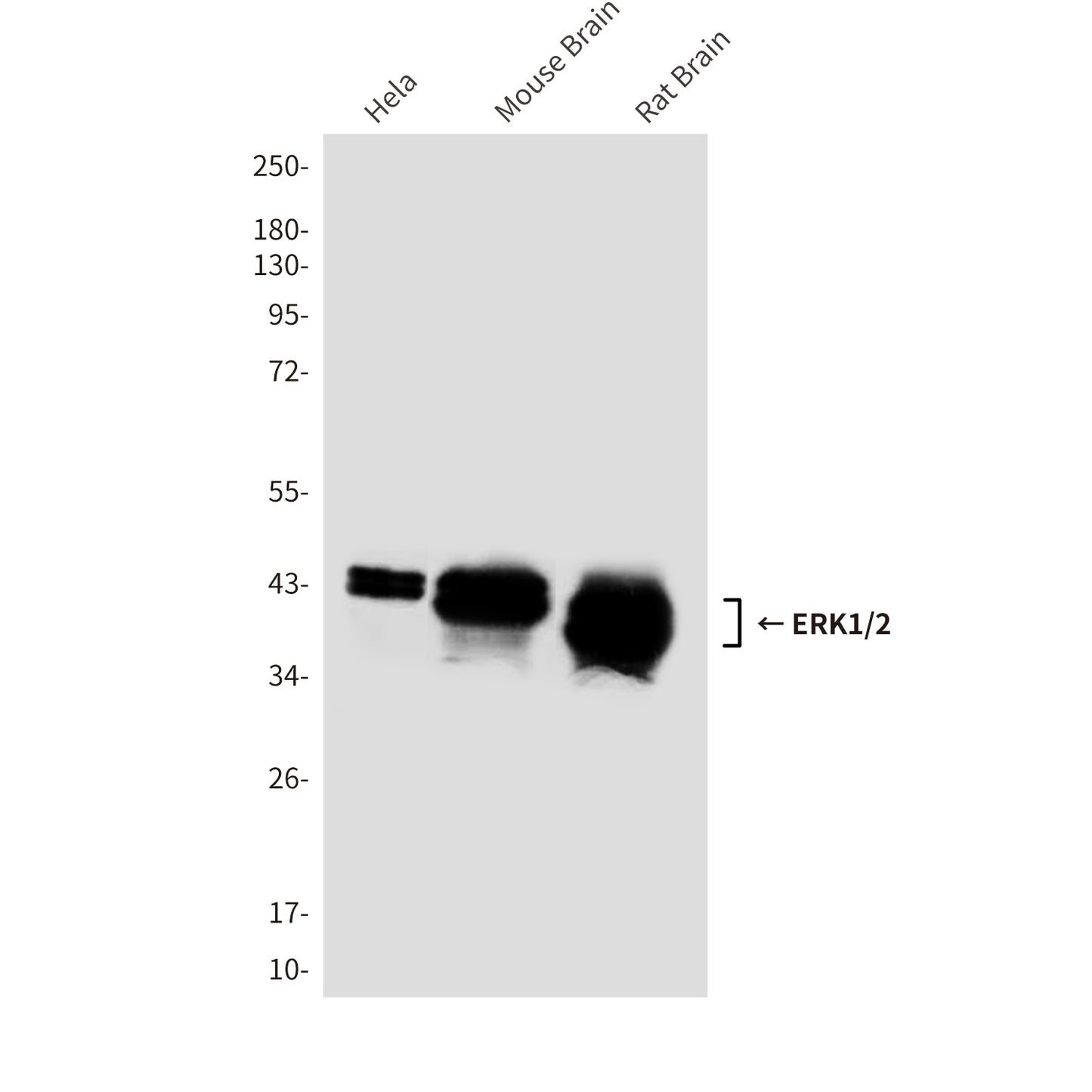 ERK1/2 (1B4) Mouse Monoclonal Antibody