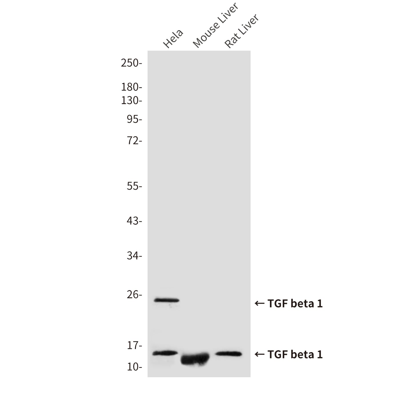 TGF beta 1 (8F6) Mouse Monoclonal Antibody