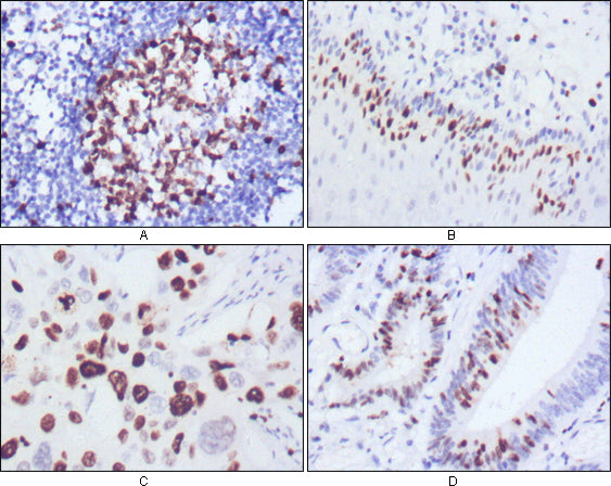 Ki67 (10B6) Mouse Monoclonal Antibody