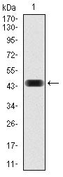 NCK1 (7H2) Mouse Monoclonal Antibody