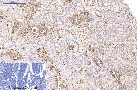 CD15 (8C10) Mouse Monoclonal Antibody