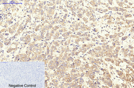 Integrin alpha Iib (9G4) Mouse Monoclonal Antibody