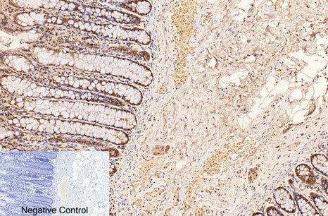 CD2 (3F10) Mouse Monoclonal Antibody