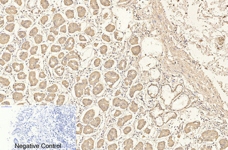 CD4 (7H9) Mouse Monoclonal Antibody