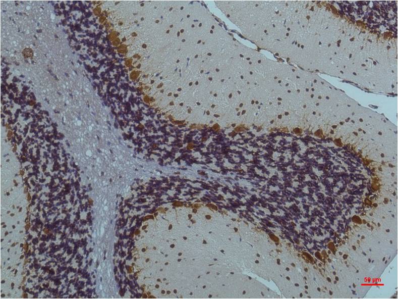Phospho-CaMKII (Thr287) (4A8) Mouse Monoclonal Antibody