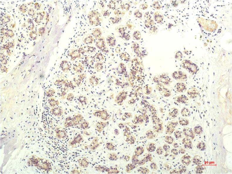 STAT1 (9D6) Mouse Monoclonal Antibody
