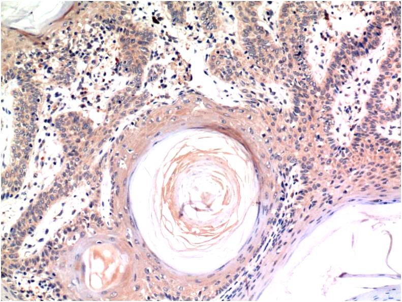 Caspase 3 (5H3) Mouse Monoclonal Antibody