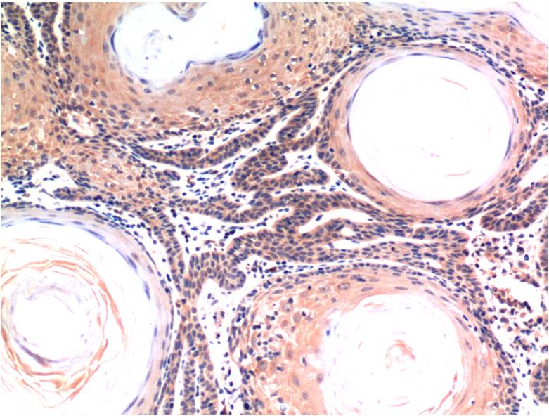 Caspase 3 (1B10) Mouse Monoclonal Antibody