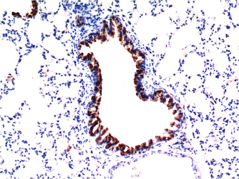 TGF beta 1 (7C9) Mouse Monoclonal Antibody