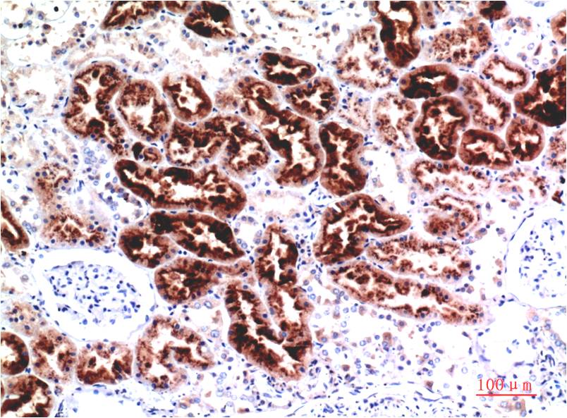 Cystatin C (4A9) Mouse Monoclonal Antibody