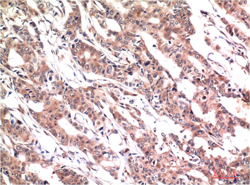 Phospho-STAT3 (Tyr705) (5E9) Mouse Monoclonal Antibody