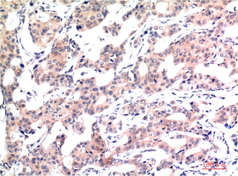 Acetyl-Histone H3 (Lys9) (10F10) Mouse Monoclonal Antibody