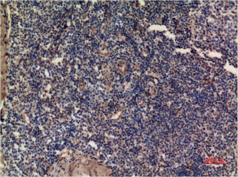 ERK1 (7E7) Mouse Monoclonal Antibody