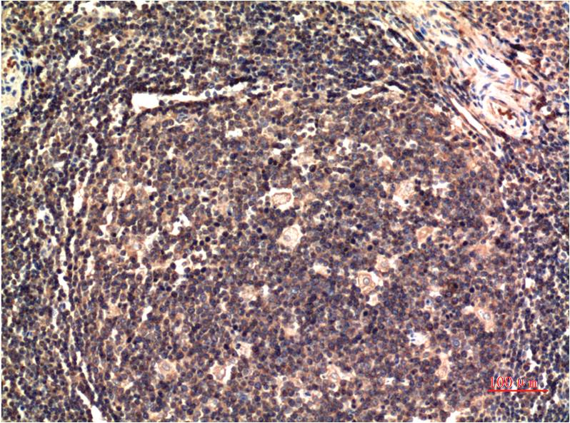 ERK1 (8G6) Mouse Monoclonal Antibody