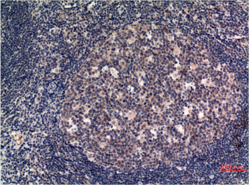 MLKL (5E3) Mouse Monoclonal Antibody