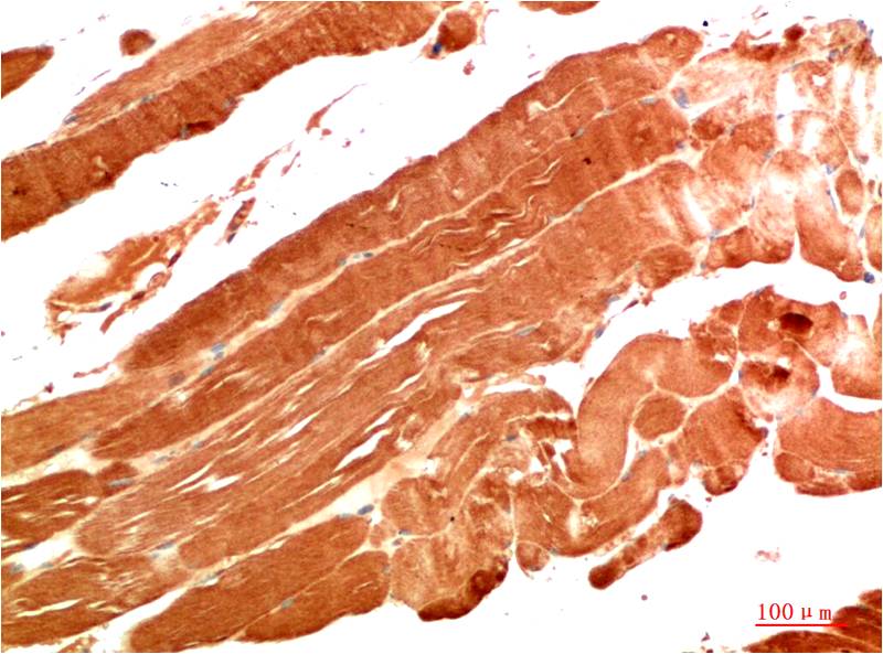 NBR1 (7H2) Mouse Monoclonal Antibody