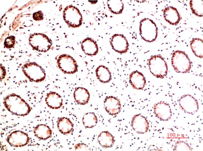 Collagen I alpha 1 (4C4) Mouse Monoclonal Antibody