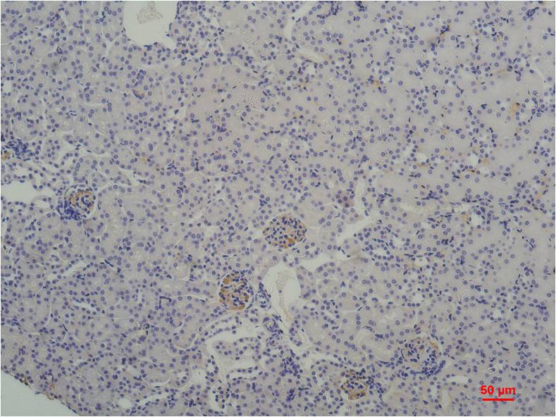 TATA Box Binding Protein (10C1) Mouse Monoclonal Antibody