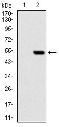 PHC1 (8G5) Mouse Monoclonal Antibody