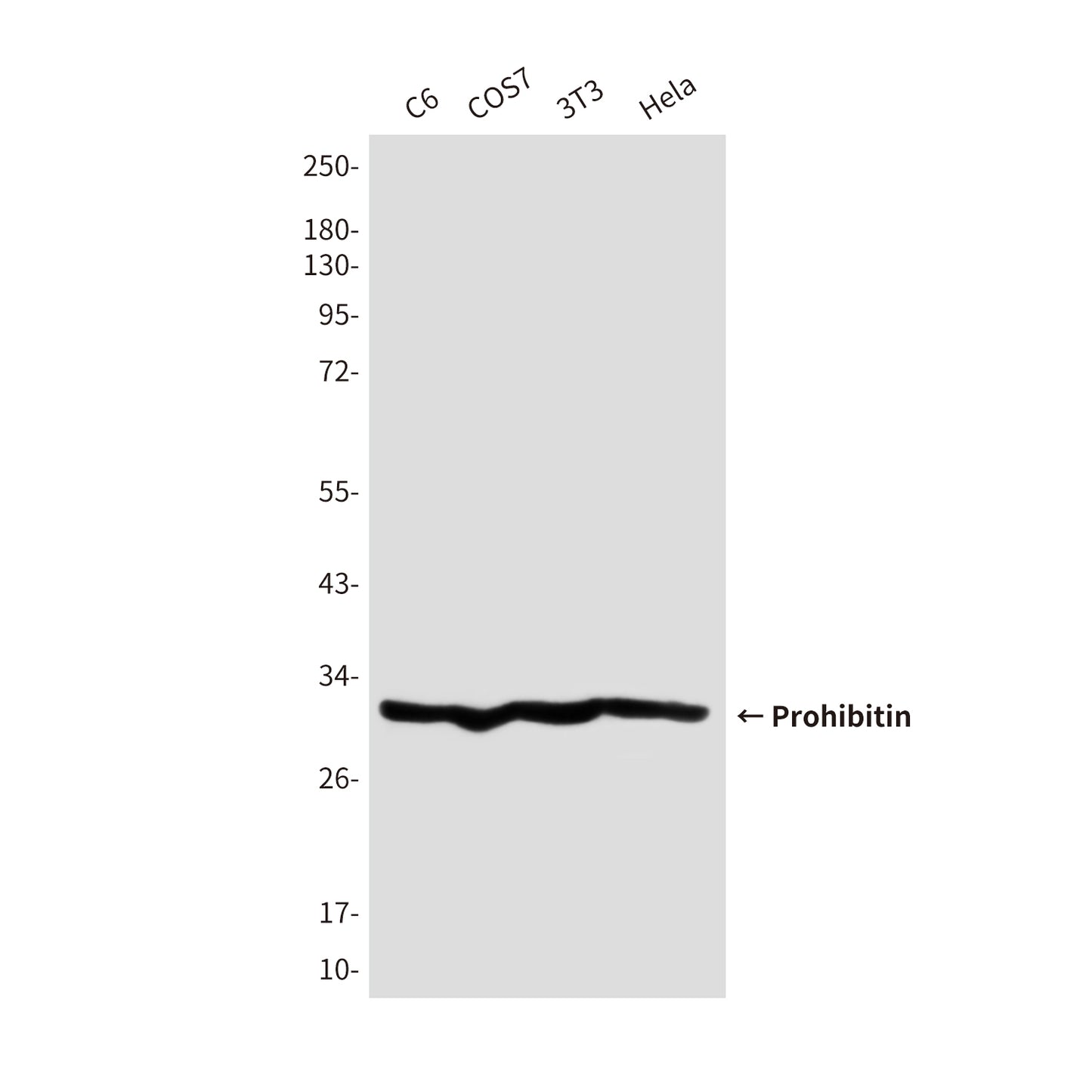 Prohibitin (5H7) Mouse Monoclonal Antibody