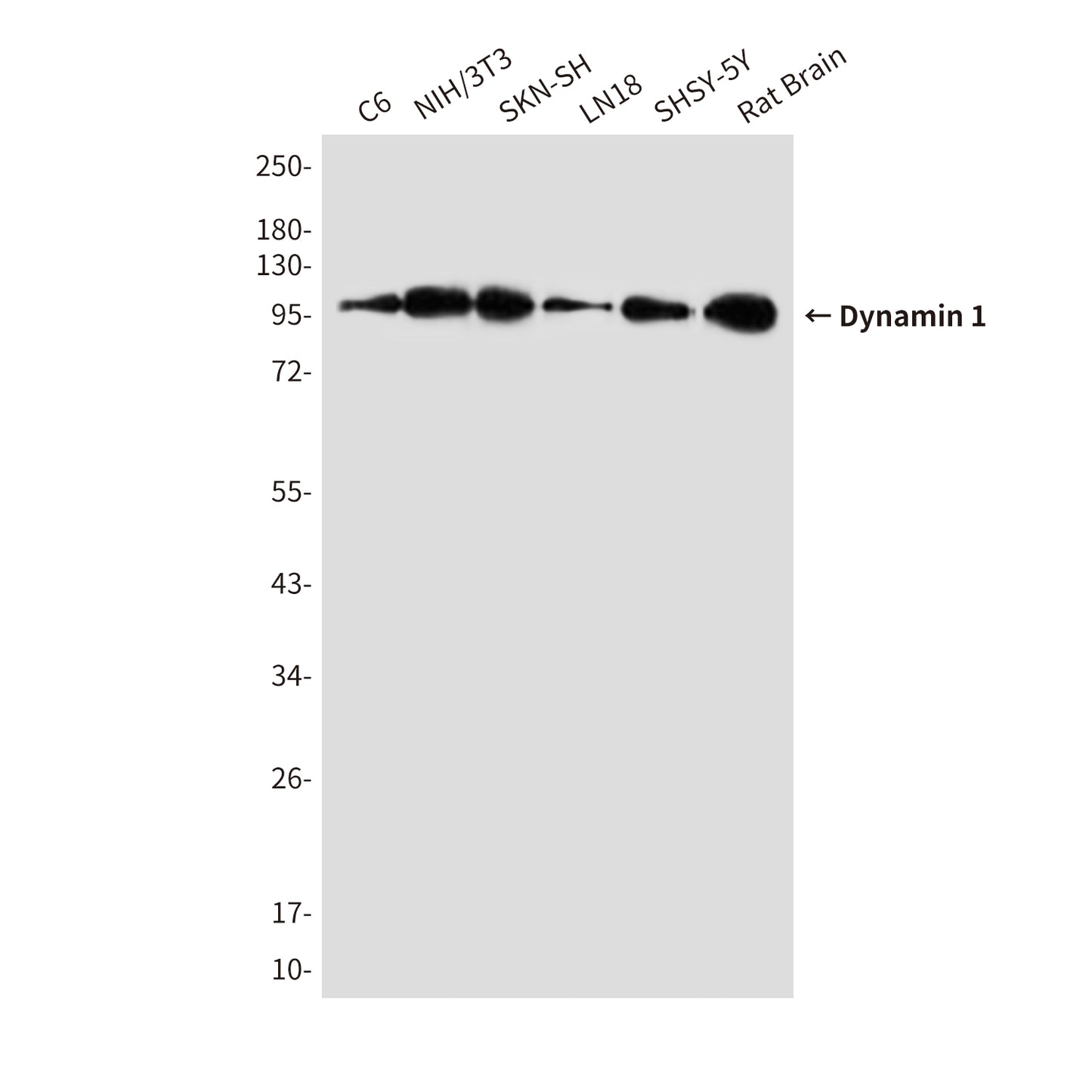 Dynamin 1 (5B9) Mouse Monoclonal Antibody